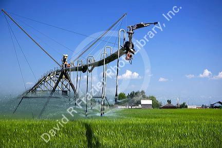 Pivot irrigation of a green wheat field near St. Anthony, Idaho.