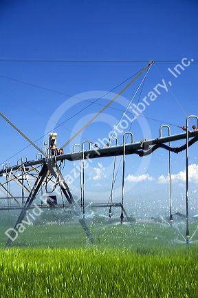 Pivot irrigation of a green wheat field near St. Anthony, Idaho.