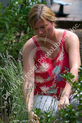 31 year old woman deadheading lavender in the garden, Boise, Idaho. MR