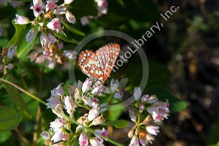 Chalcedon Checkerspot butterfly in the Nymphalidae family located in Idaho.