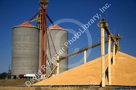 Pile of harvested wheat and grain elevators at Mission, Oregon.