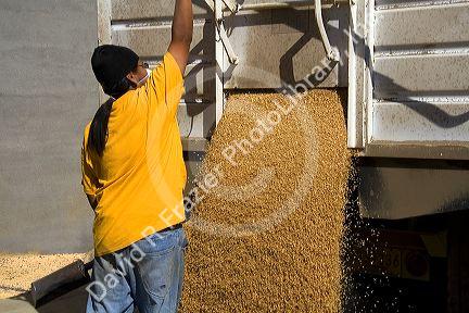 Worker unloading harvested wheat from a truck in Mission, Oregon.