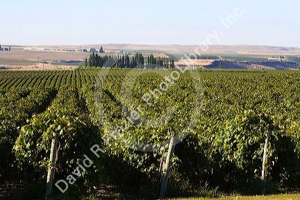 Grapes grow in rows near Pasco, Washington.