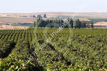 Grape vines grow in rows near Pasco, Washington.