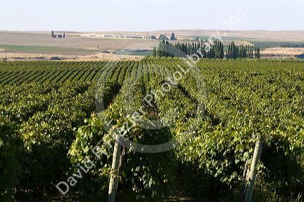 Grape vines grow in rows near Pasco, Washington.