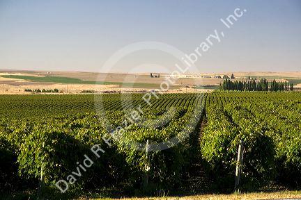 Grape vines grow in rows near Pasco, Washington.