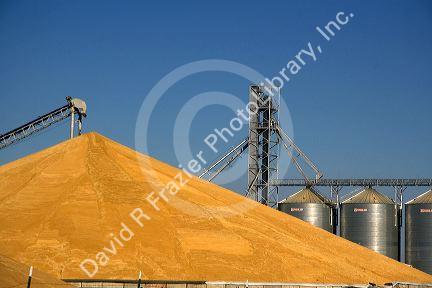 Large pile of harvested wheat and grain elevators at Pasco, Washington.