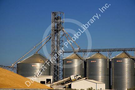 Harvested wheat and grain elevators at Pasco, Washington.