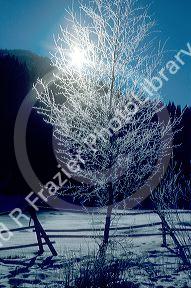 Hoarfrost backlighted on tree in rural Idaho.