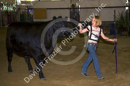 Girl showing a Black Angus Cow she raised during 4-H judging at the Western Idaho Fair in Boise, Idaho.