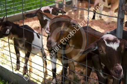 Goats on display at the Western Idaho Fair in Boise, Idaho.
