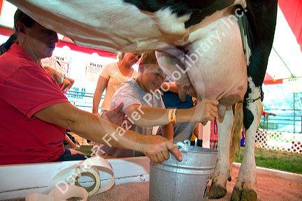 holstein dairy cow. Boy milking a holstein dairy cow at the Western Idaho Fair in Boise, Idaho.
