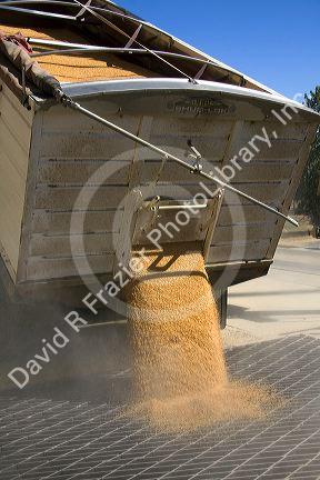 Truck unloading harvested wheat in Mission, Oregon.