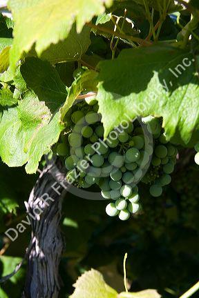 Grapes growing on the vine near Pasco, Washington.