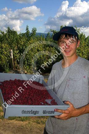 Raspberry harvest on a farm in Whatcom County, Washington.