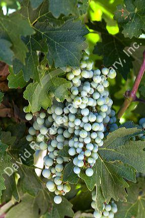 Grapes growing on vines in the Snake River Valley in Southwest Idaho.