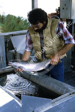 Man holding salmon from a fish ladder at the Lower Granite Lock and Dam on the Snake River, Washington.