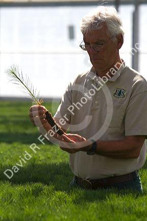 US Department of Agriculture & Forset Service, Lucky Peak Nursery manager holding a ponderosa pine seedling in a greenhouse near Boise, Idaho.