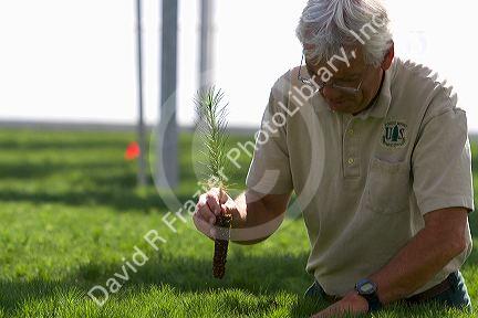 US Department of Agriculture & Forset Service, Lucky Peak Nursery manager holding a ponderosa pine seedling in a greenhouse near Boise, Idaho.