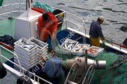 Commercial fisherman in the harbor at Llanes, Asturias, Spain.