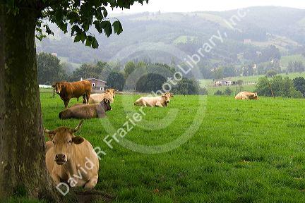 Cattle on rural farmland near the town of Solares, Cantabria, Spain.