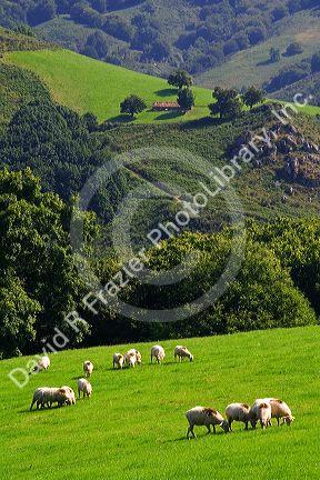 Sheep graze on rural farmland in the Baztan Valley of the Navarre region of northern Spain.
