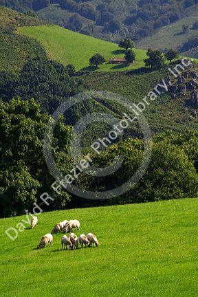 Sheep graze on rural farmland in the Baztan Valley of the Navarre region of northern Spain.