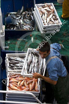 Fish and commercial fisherman in the harbor at Llanes, Asturias, Spain.