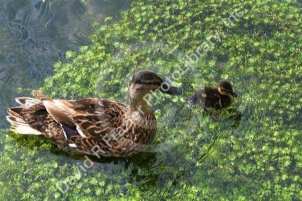 Mallard female and duckling swim in a trout stream in the village of Bibury, Gloucestershire, England.