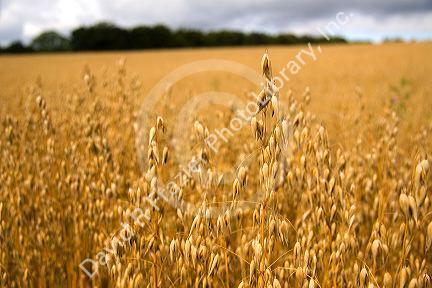 Field of ripe oats in the Cotswolds of West-Central England.