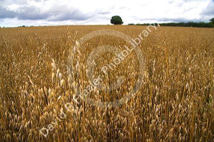 Field of ripe oats in the Cotswolds of West-Central England.