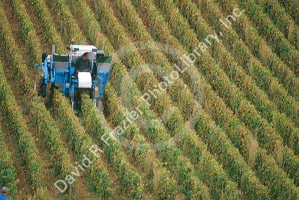 Grape harvest in central France.