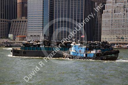 Tugboat guiding a garbage barge on the East River in New York City, New York, USA.