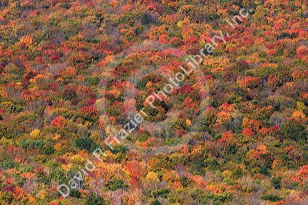 Fall foliage in the White Mountain National Forest, Grafton County, New Hampshire, USA.