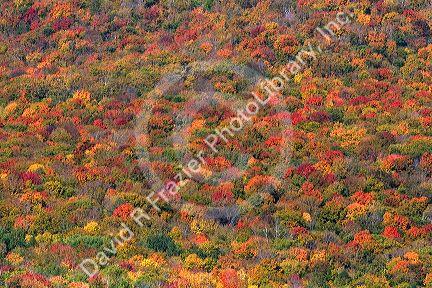 Fall foliage in the White Mountain National Forest, Grafton County, New Hampshire, USA.