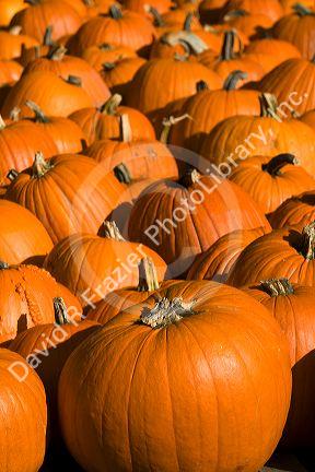 A display of pumpkins in the city of Concord, New Hampshire, USA.