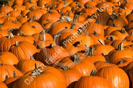 A display of pumpkins in the city of Concord, New Hampshire, USA.