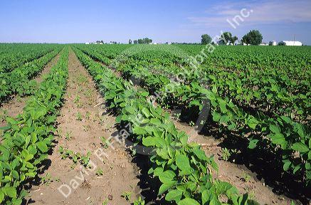 Soy bean crop in Illinois.
