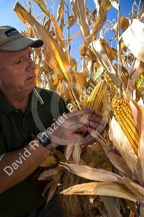 Farmer looking at an ear of ripe feed corn in Payette County, Idaho, USA. MR