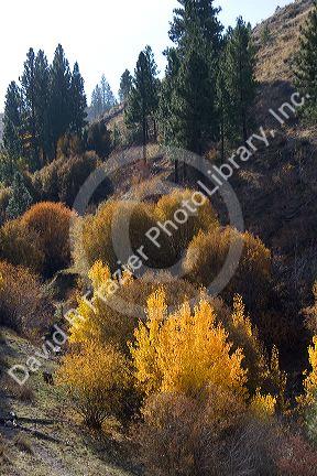 Fall foliage along the south fork of the Boise River in Elmore County, Idaho, USA.
