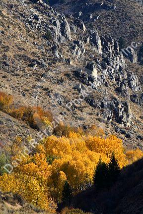 Fall foliage along the south fork of the Boise River in Elmore County, Idaho, USA.