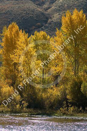 Fall foliage along the south fork of the Boise River in Elmore County, Idaho, USA.