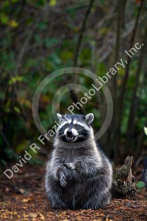 Raccoon in Shelton, Washington, USA.