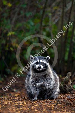 Raccoon in Shelton, Washington, USA.