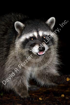 Raccoon at night in Shelton, Washington, USA.