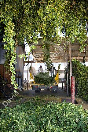Hops being harvested in Canyon County, Idaho, USA.