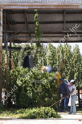 Hops being harvested in Canyon County, Idaho, USA.