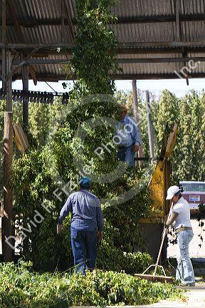 Hops being harvested in Canyon County, Idaho, USA.