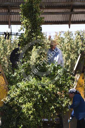 Hops being harvested in Canyon County, Idaho, USA.