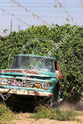 Hops being harvested in Canyon County, Idaho, USA.